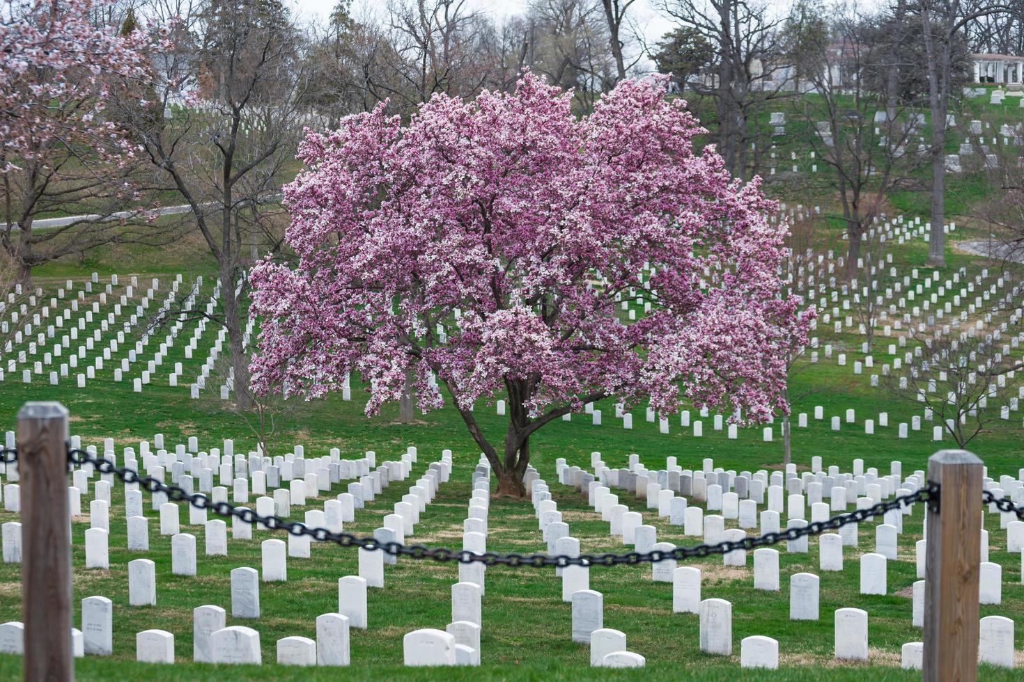 5024792-arlington-national-cemetery-with-beautiful-cerejeira-flor-e-lapides-washington-dc-eua-foto